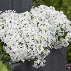 Phlox subulata alb - ghiveci