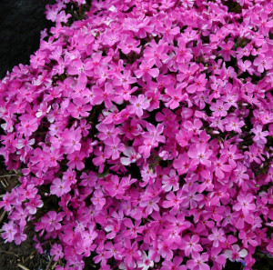 Phlox subulata roz 