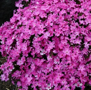 Phlox subulata roz 