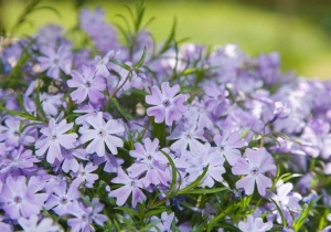Phlox subulata XXL PURPLE BEAUTY - ghiveci
