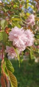 Prunus japonica (Cires japonez)