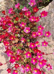 Saxifraga roșie  