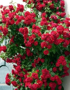 Trandafir urcator Don Juan, 30-40 cm - 1 bucata
