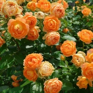 Trandafir urcator Orange, 30-40 cm - 1 bucata
