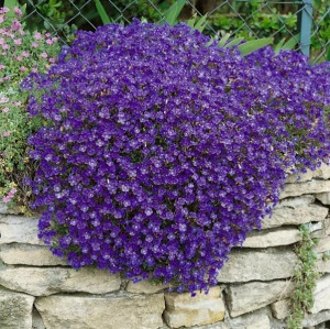 Aubrieta mov - ghiveci