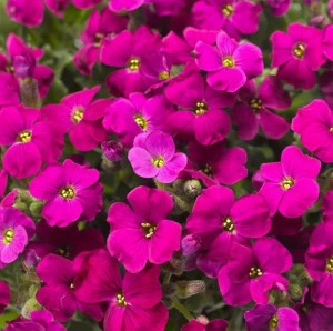Aubrieta roz burgundy - ghiveci