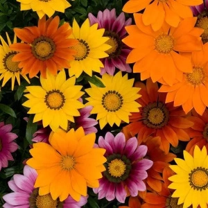 Gazania  - set de 5 ghivece (mix de culori)