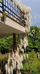 Glicina/Wisteria alb - ghiveci