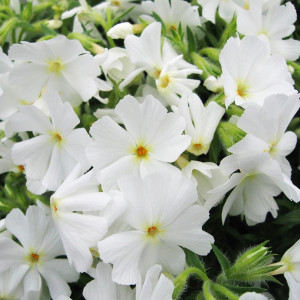 Phlox subulata alb - ghiveci