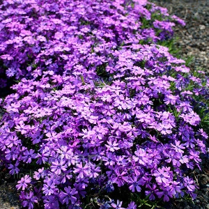 Phlox subulata Purple Beauty - ghiveci