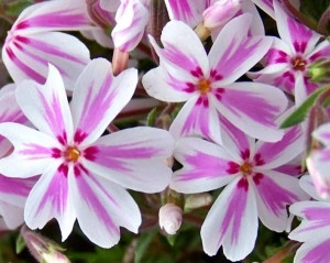 Phlox subulata roz pal (Brumărele) - ghiveci