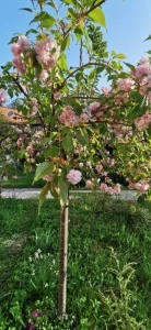 Prunus japonica (Cires japonez)