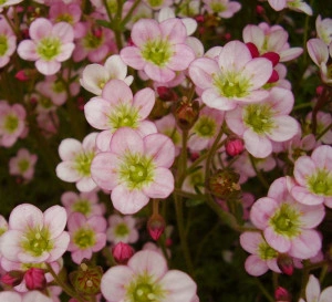 Saxifraga Appleblossom - ghiveci