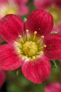 Saxifraga Carpet Purple Robe - ghiveci