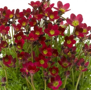 Saxifraga roșie  
