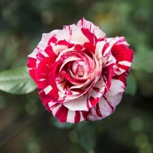 Trandafir teahibrid Julio Iglesias, 30-40 cm - 1 bucata