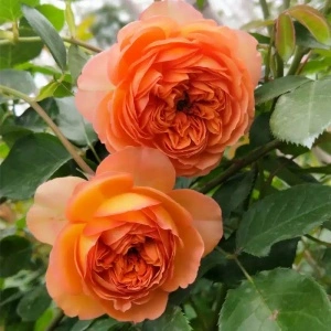 Trandafir urcator Orange, 120-200 cm - 1 bucata