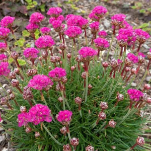 Armeria maritima Splendens roz ciclam - ghiveci