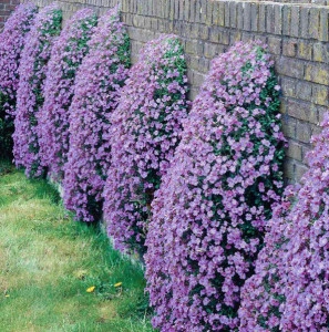 Aubrieta mov - ghiveci - Img 7