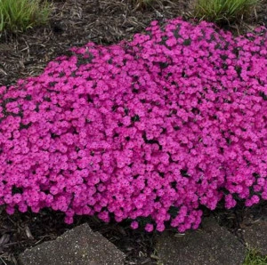 Aubrieta roz burgundy - ghiveci