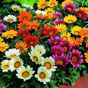 Gazania  - set de 5 ghivece (mix de culori)