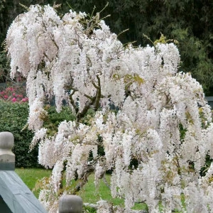 Glicina/Wisteria alb - ghiveci