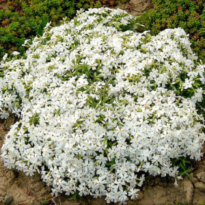 Phlox subulata alb - ghiveci