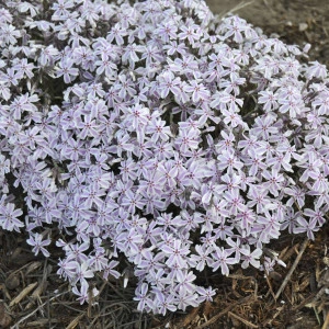 Phlox subulata roz pal