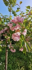 Prunus japonica (Cires japonez)