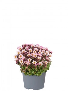 Saxifraga Appleblossom - ghiveci