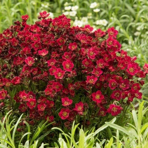 Saxifraga roșie  