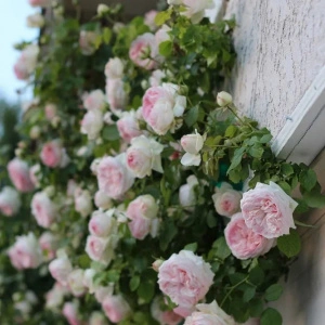 Trandafir cățărător Bicolor Eden Rose - 1 bucata