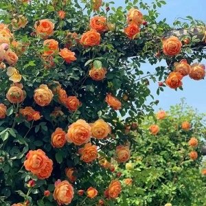 Trandafir urcator Orange, 120-200 cm - 1 bucata