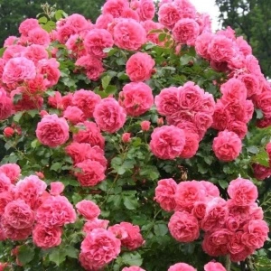 Trandafir urcator Rossarium U, 30-40 cm - 1 bucata