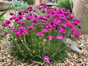 Armeria maritima Splendens roz ciclam - ghiveci
