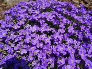 Aubrieta mov - ghiveci - Img 8