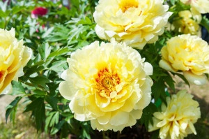 Bujor Paeonia 'Bartzella' (Itoh)