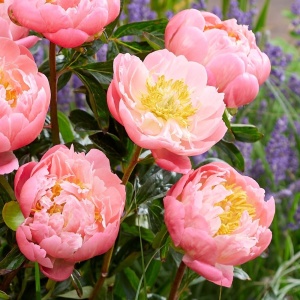 Bujor Paeonia 'Pink Hawaiian Coral'