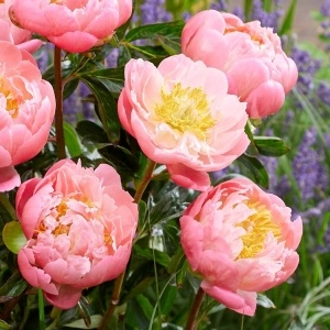 Bujor Paeonia 'Pink Hawaiian Coral'
