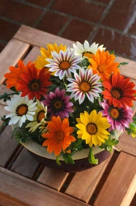 Gazania  - set de 5 ghivece (mix de culori)