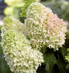 Hydrangea (Hortensia) paniculata 'Little Fresco' - ghiveci