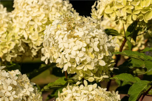 Hydrangea (Hortensia) paniculata 'Phantom' - ghiveci