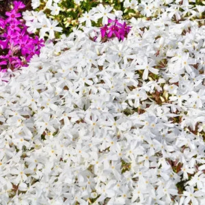 Phlox subulata alb - ghiveci