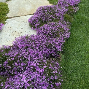 Phlox subulata Purple Beauty - ghiveci