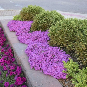 Phlox subulata roz (Brumărele) - ghiveci