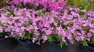 Phlox subulata roz deschis Little Kiss - ghiveci