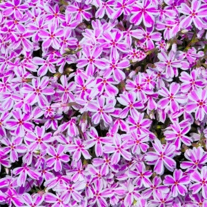 Phlox subulata roz pal