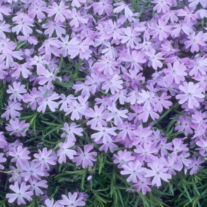 Phlox subulata XXL PURPLE BEAUTY - ghiveci