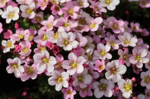 Saxifraga Appleblossom - ghiveci