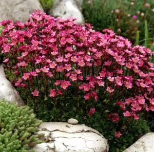 Saxifraga roșie  